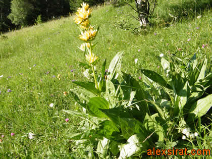 Gentiana lutea Val d'Aran